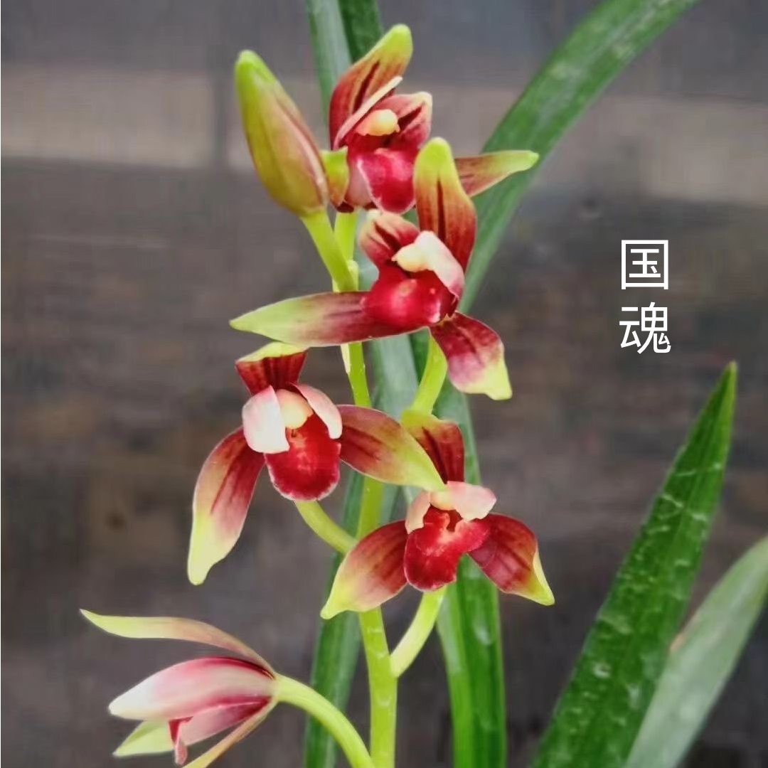 建兰四季兰红卢头品种 国魂
