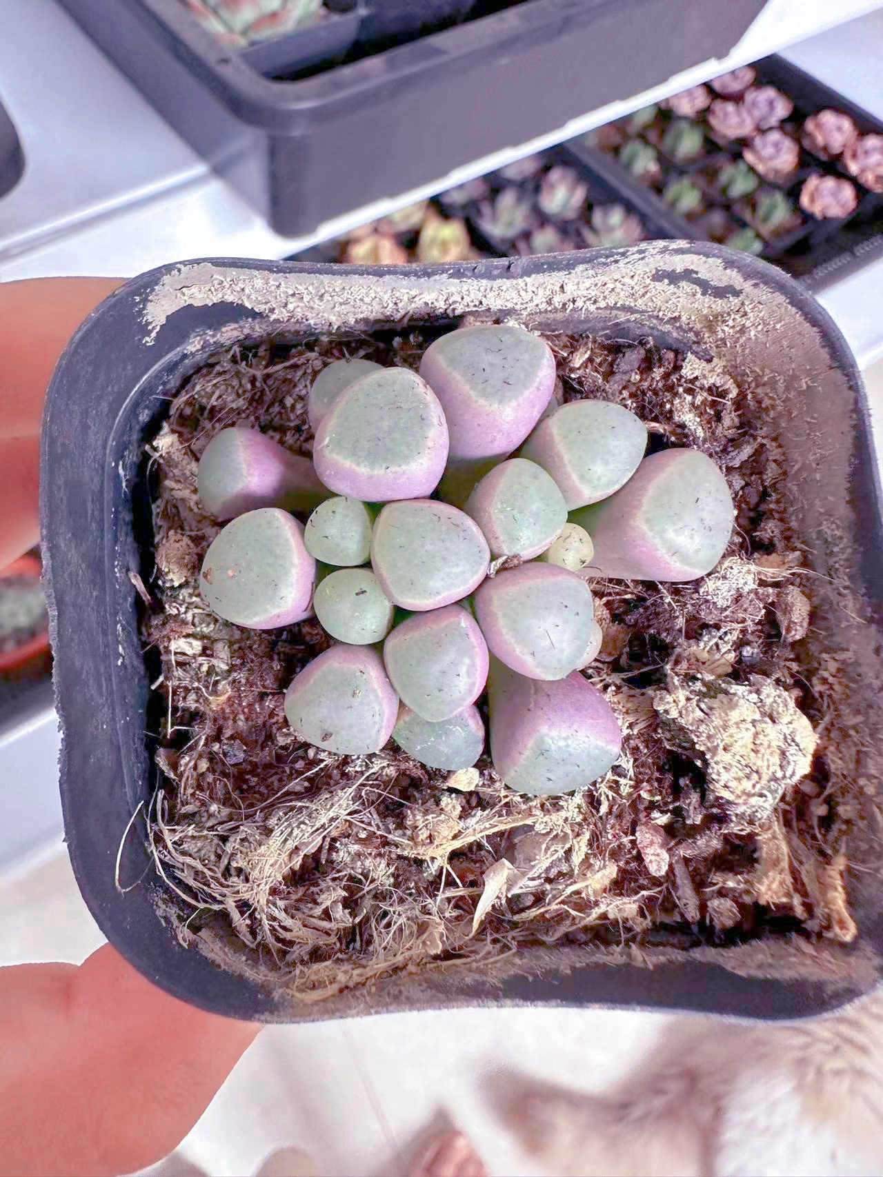 五十玲玉多肉植物 （满9.9元包邮发货）
