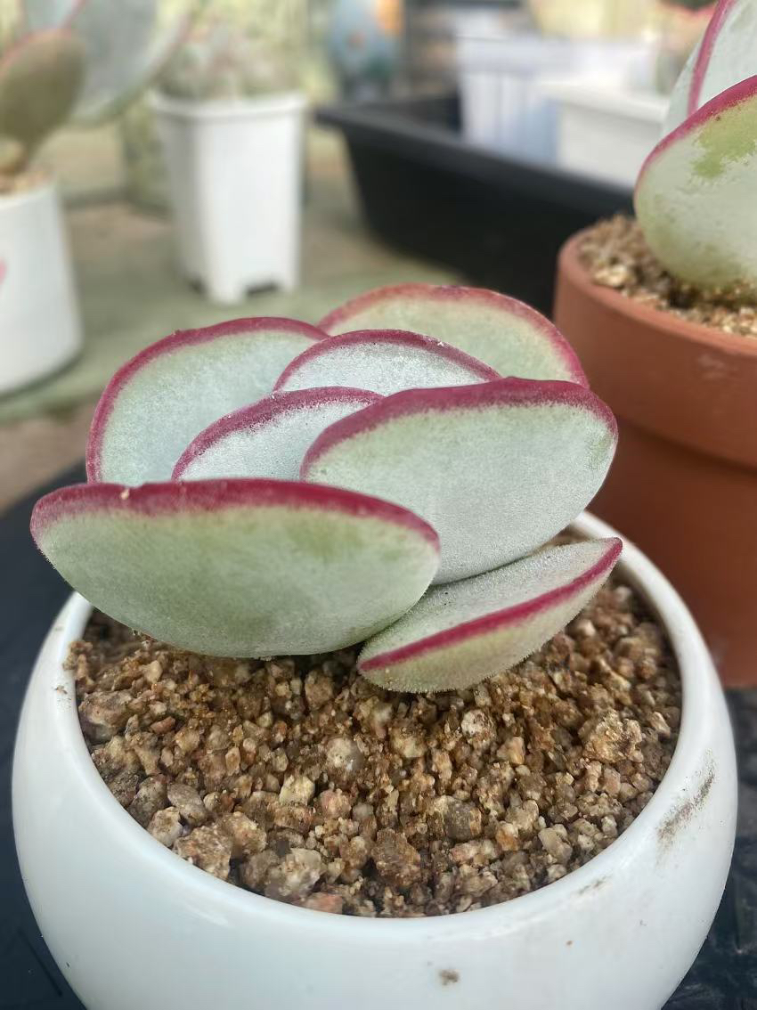 肥厚版2颗小精控正版日系白眉