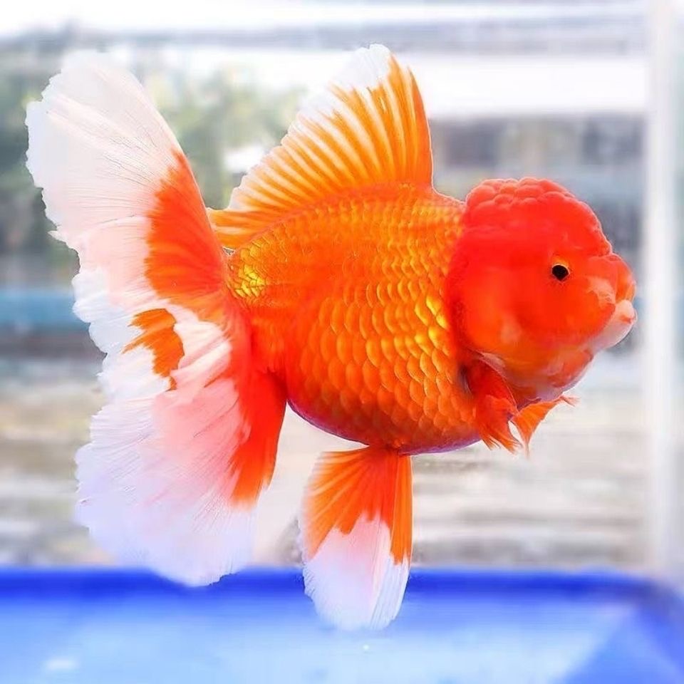 金鱼观赏鱼顶红兰寿猫狮泰狮花狮鎏金龙睛冷水鱼好养耐活可爱