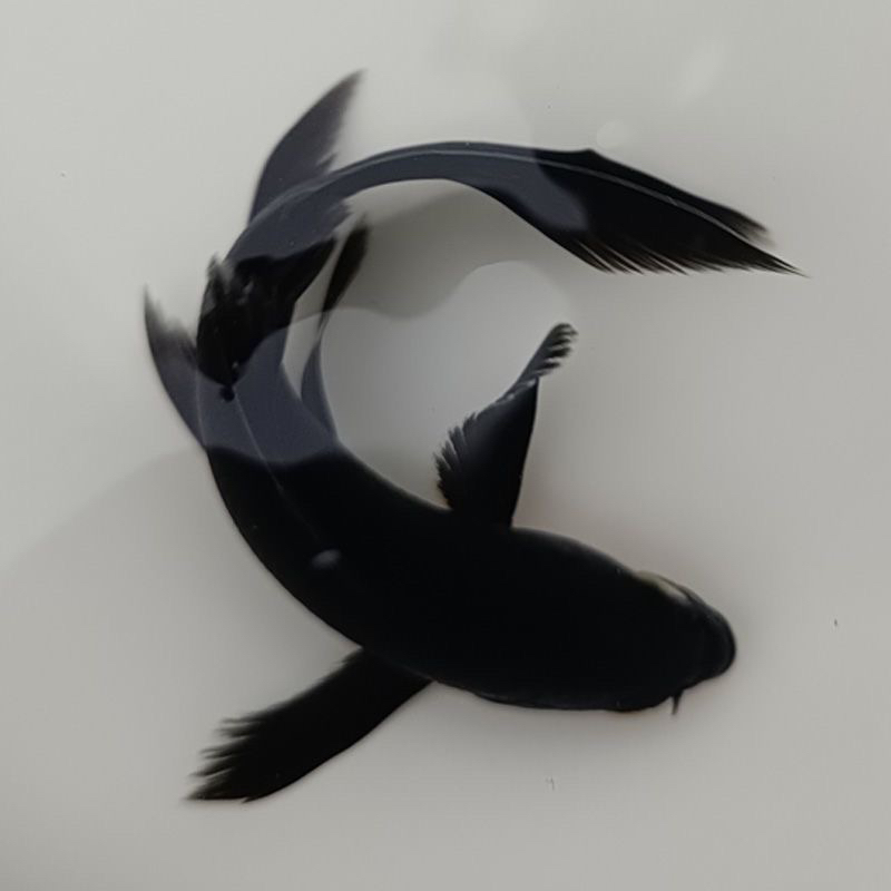 （图片为参考以直播间为主）纯种黑金龙凤锦鲤耐活好养肚包金观赏鱼