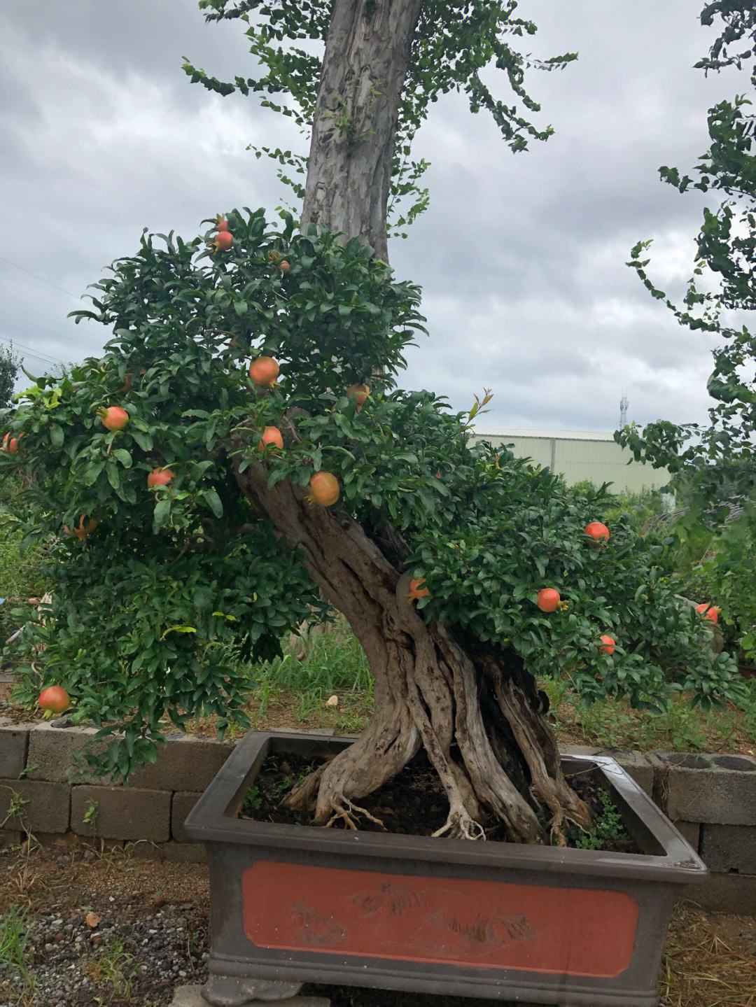 盆栽地栽庭院绿植一物一拍
