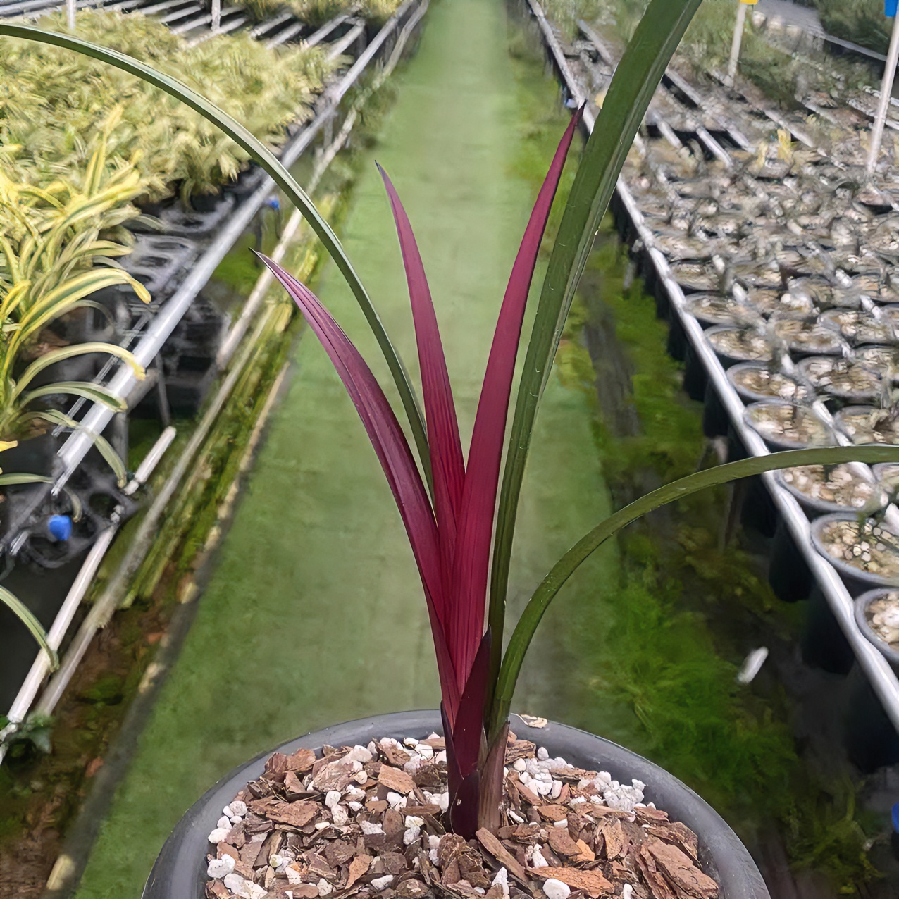 （直播间兰花活动链接一物一拍，私拍不发货）