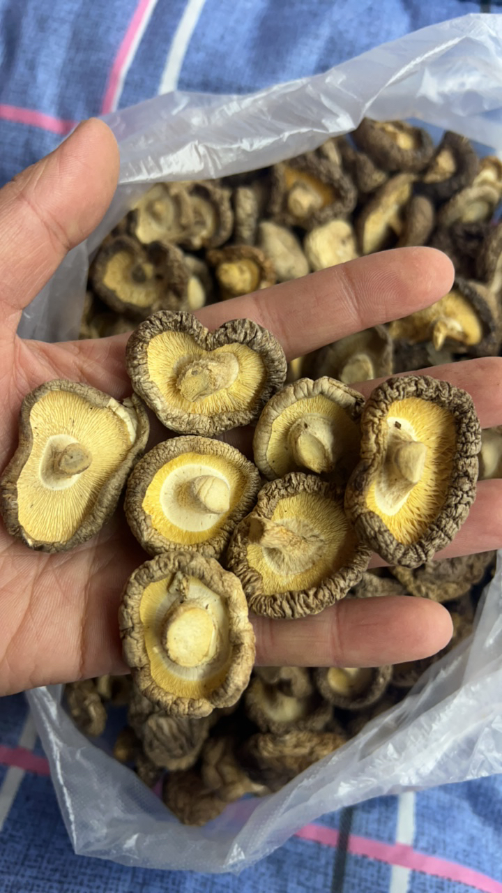 中号香菇个个都是筛选的