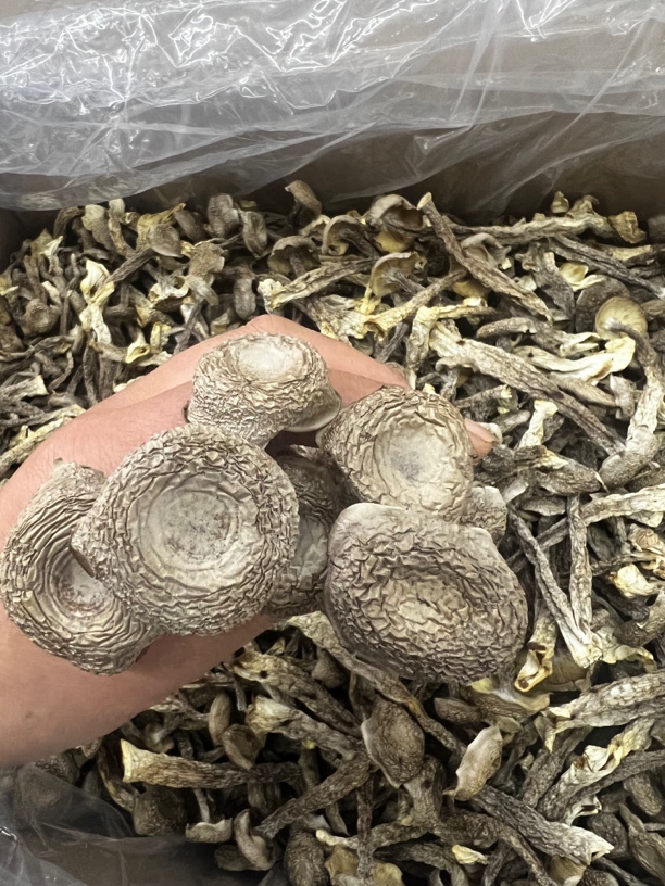 纯干鹿茸菇颗颗饱满