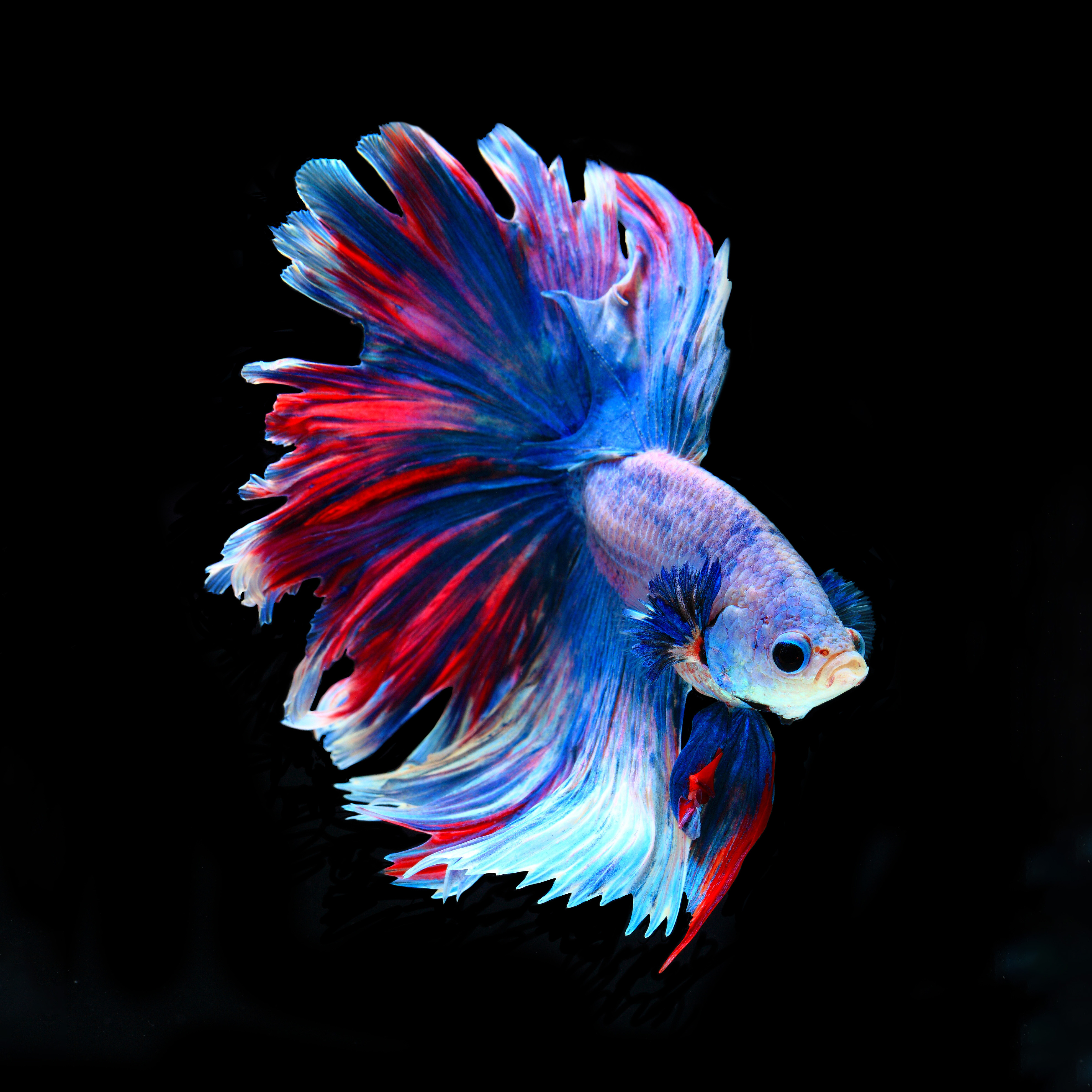 C13（289-312）精品泰国斗鱼小型热带观赏鱼耐活（直播间选鱼）