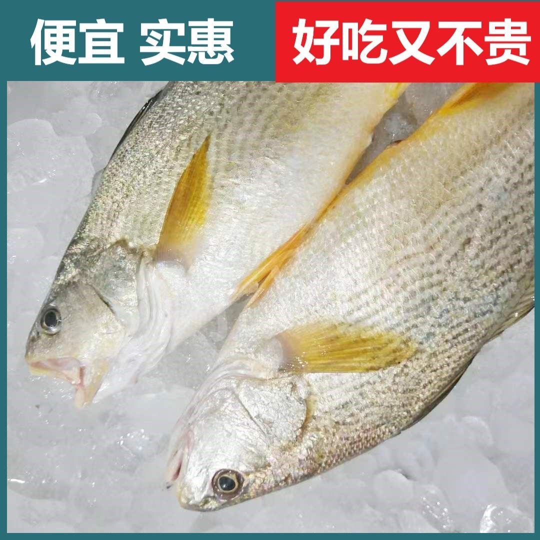 （5斤6条鱼）野生海捕新鲜黄姑鱼 黄菇鱼黄三鱼春子鱼顺丰冷链