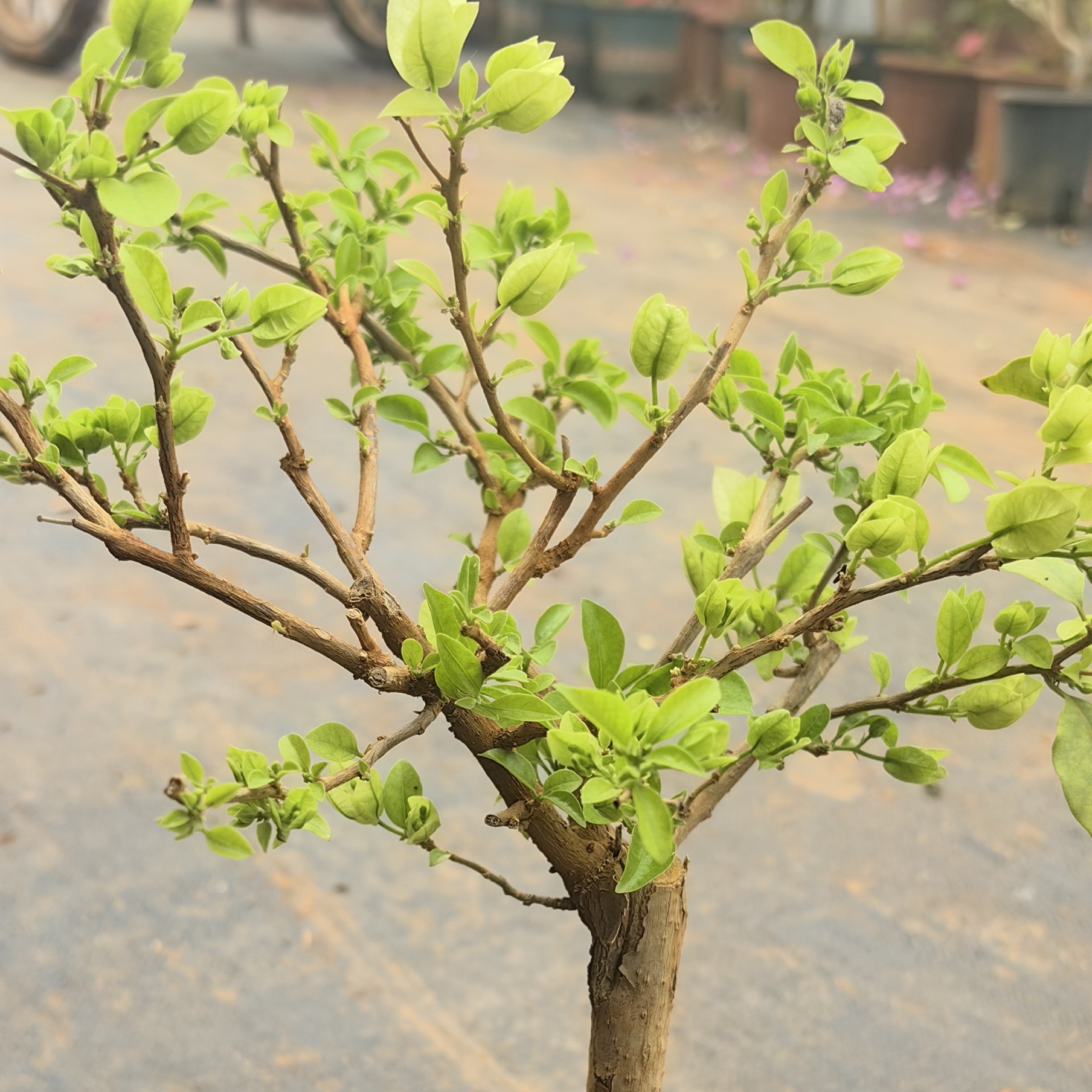 三角梅一物一拍，运输过程中掉花掉叶属于正常现象，介意慎拍