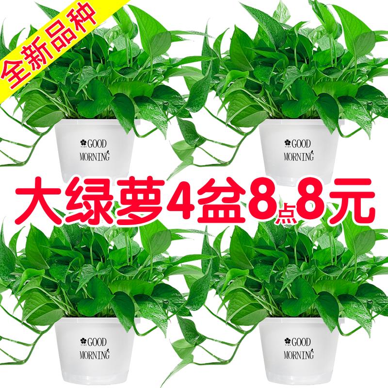 绿萝盆栽室内客厅吸除甲醛绿植花卉水培植物好养大叶长藤绿箩批发