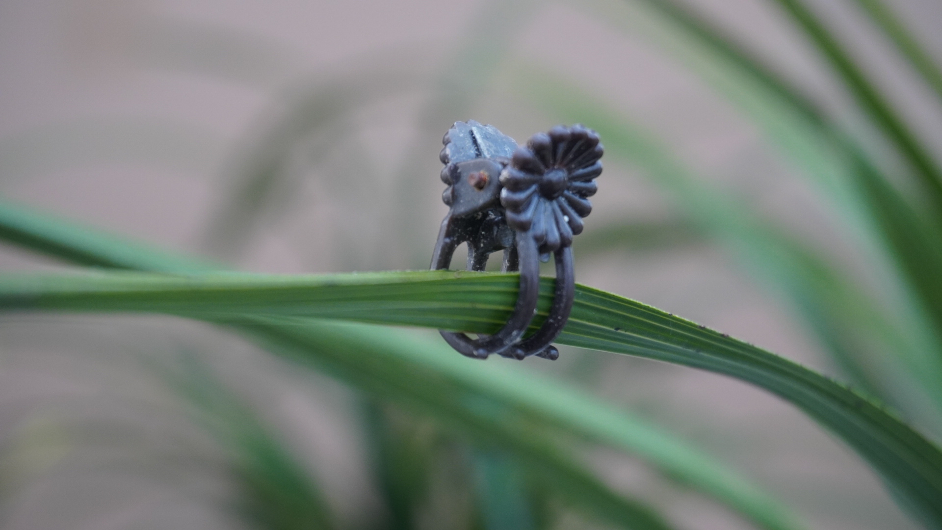 兰花花剑用塑料蝴蝶夹