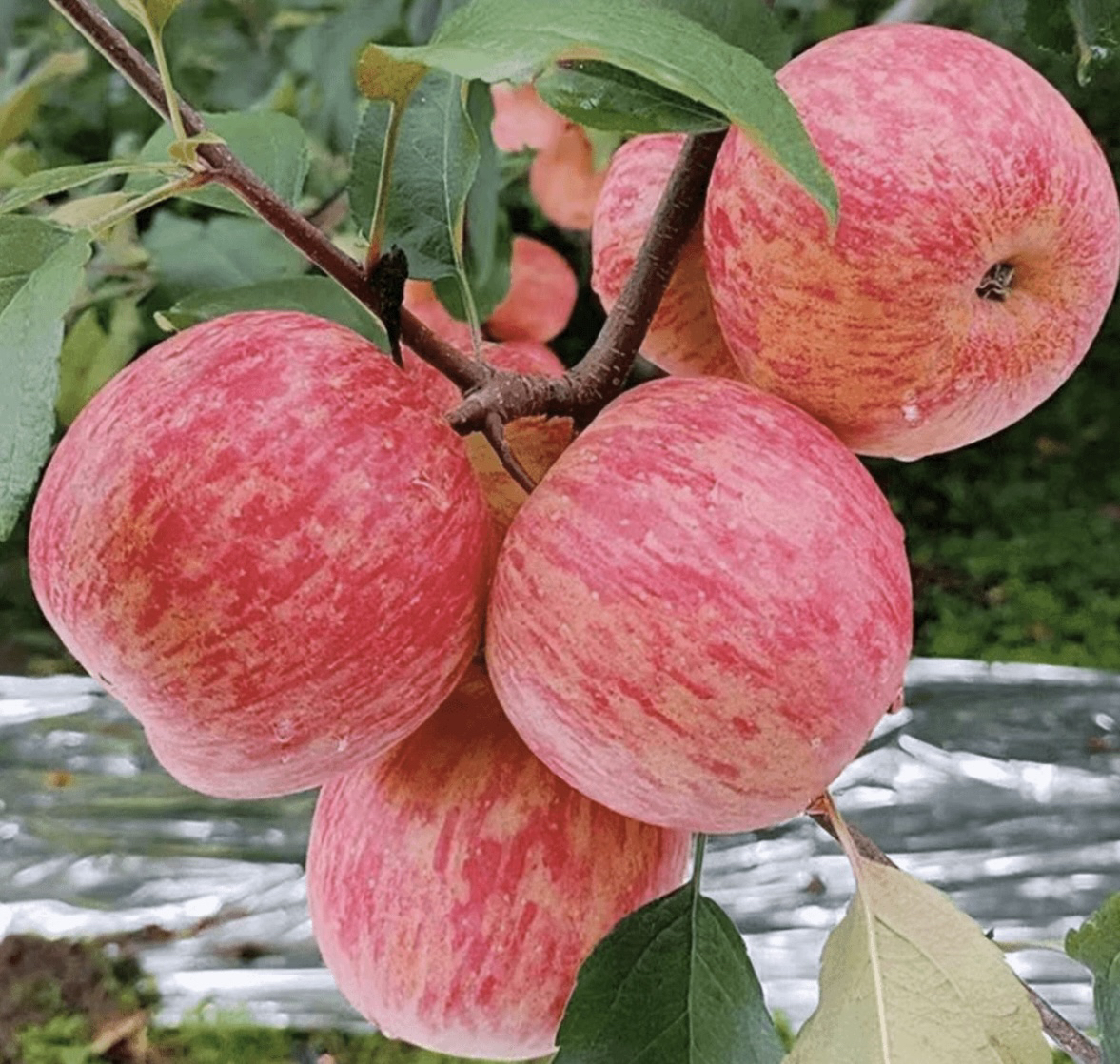 水果蔬菜>水果>苹果