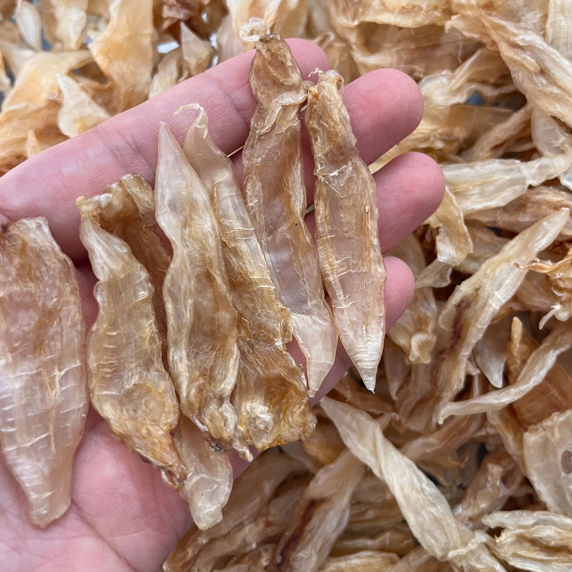 自晒小金龙鱼胶 清水厚肉金龙黄花胶 小北海胶