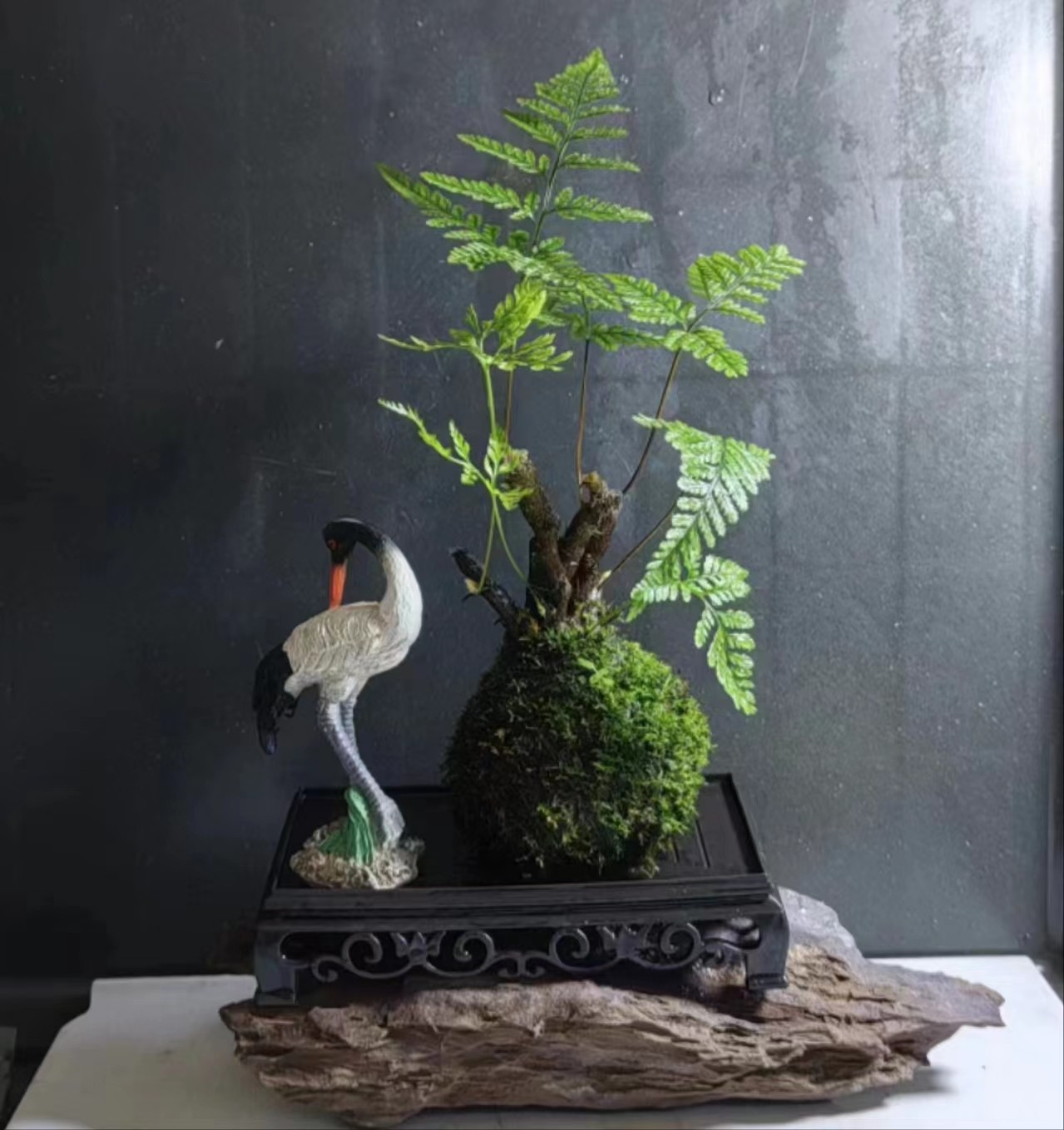 狼尾蕨苔藓滴水观音球室内绿植鱼缸景观净化空气吸甲醇防辐射