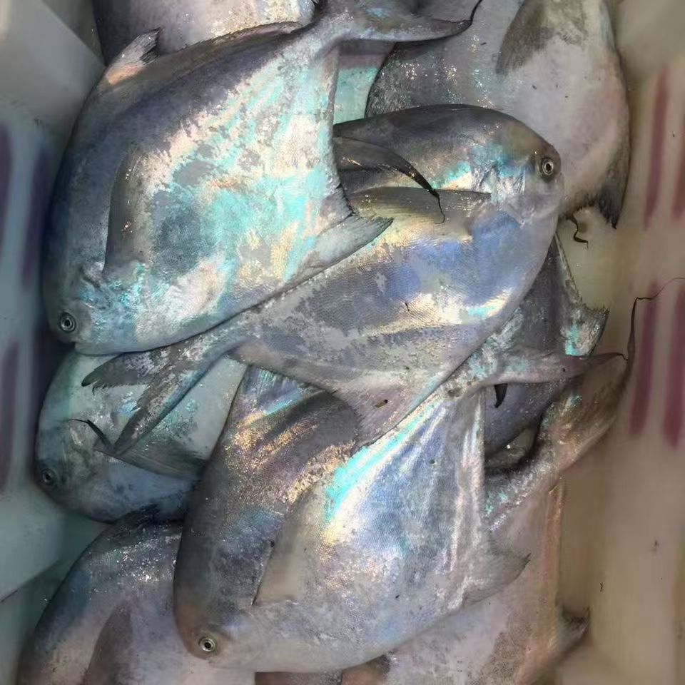 山东日照精品野生银鲳鱼