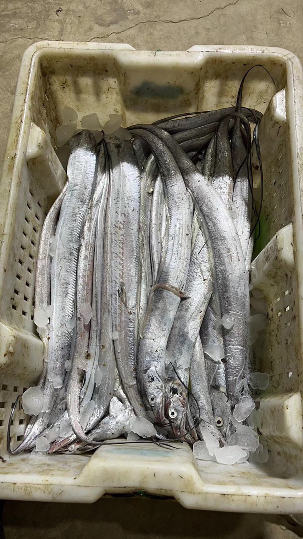 【居家必备】新鲜6-8两刀鱼，4斤 顺丰包邮