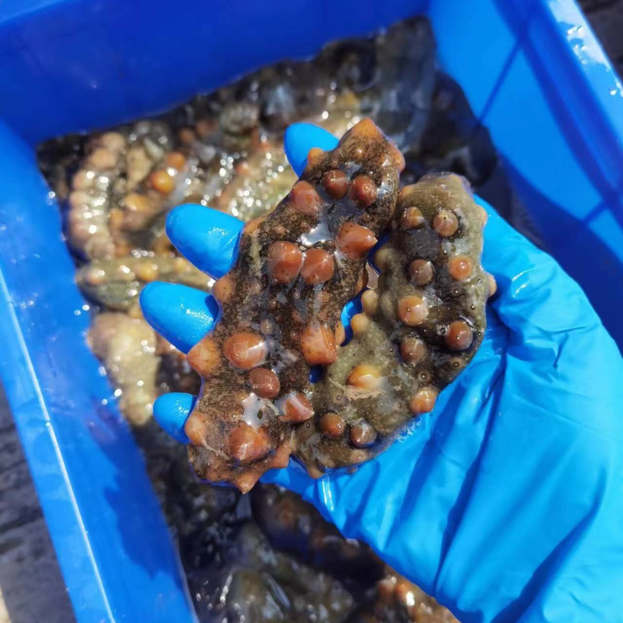 山东威海荣成  鲜活大海参20斤天然滋补食用深海