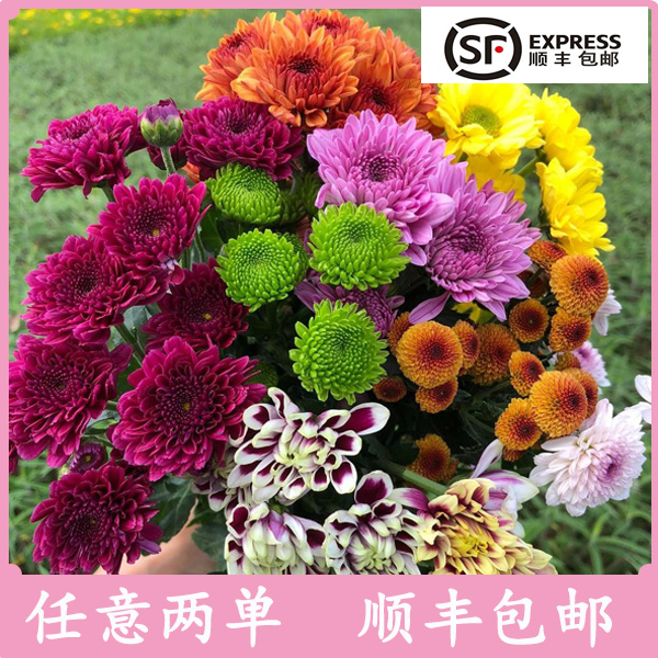 云南鲜花批发多颜色漂亮新鲜小菊加入购物车顺丰包邮20%不售后