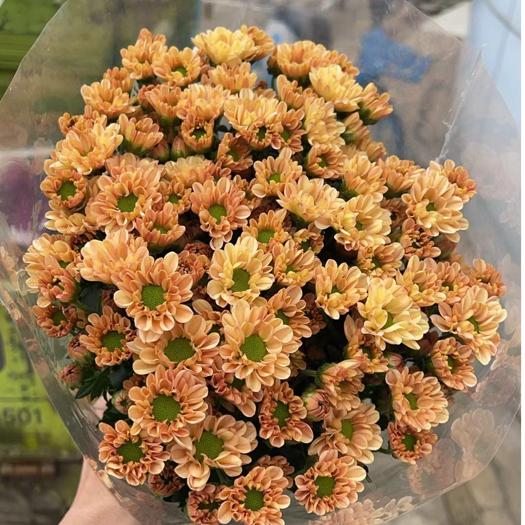 香槟 小雏菊全店任意N单一个运费