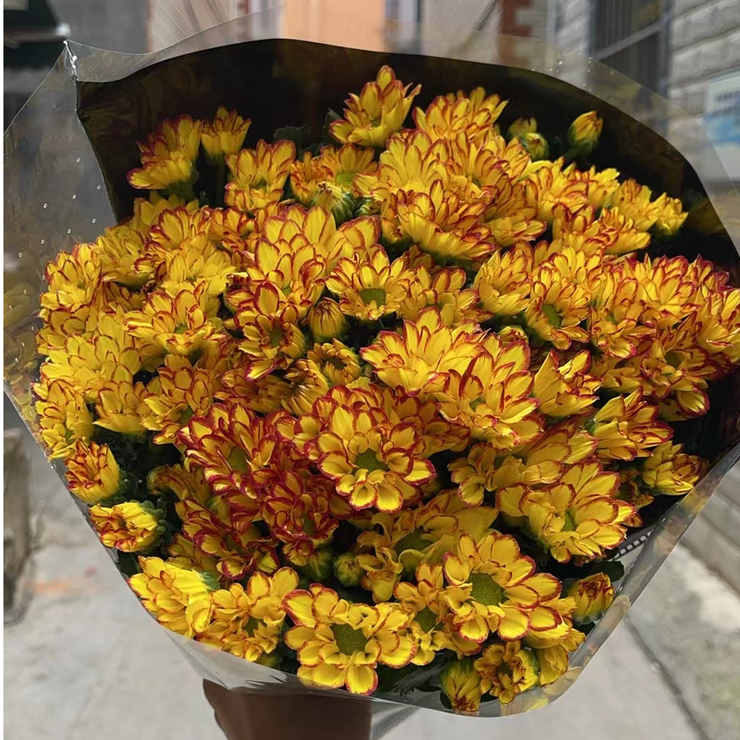 罗马假日 小雏菊鲜花全店任意N单一个运费