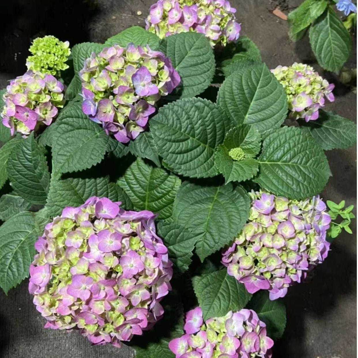 多品种绣球绣球花盆栽花大花绣球盆栽花卉植物带苞发货（一物一拍）