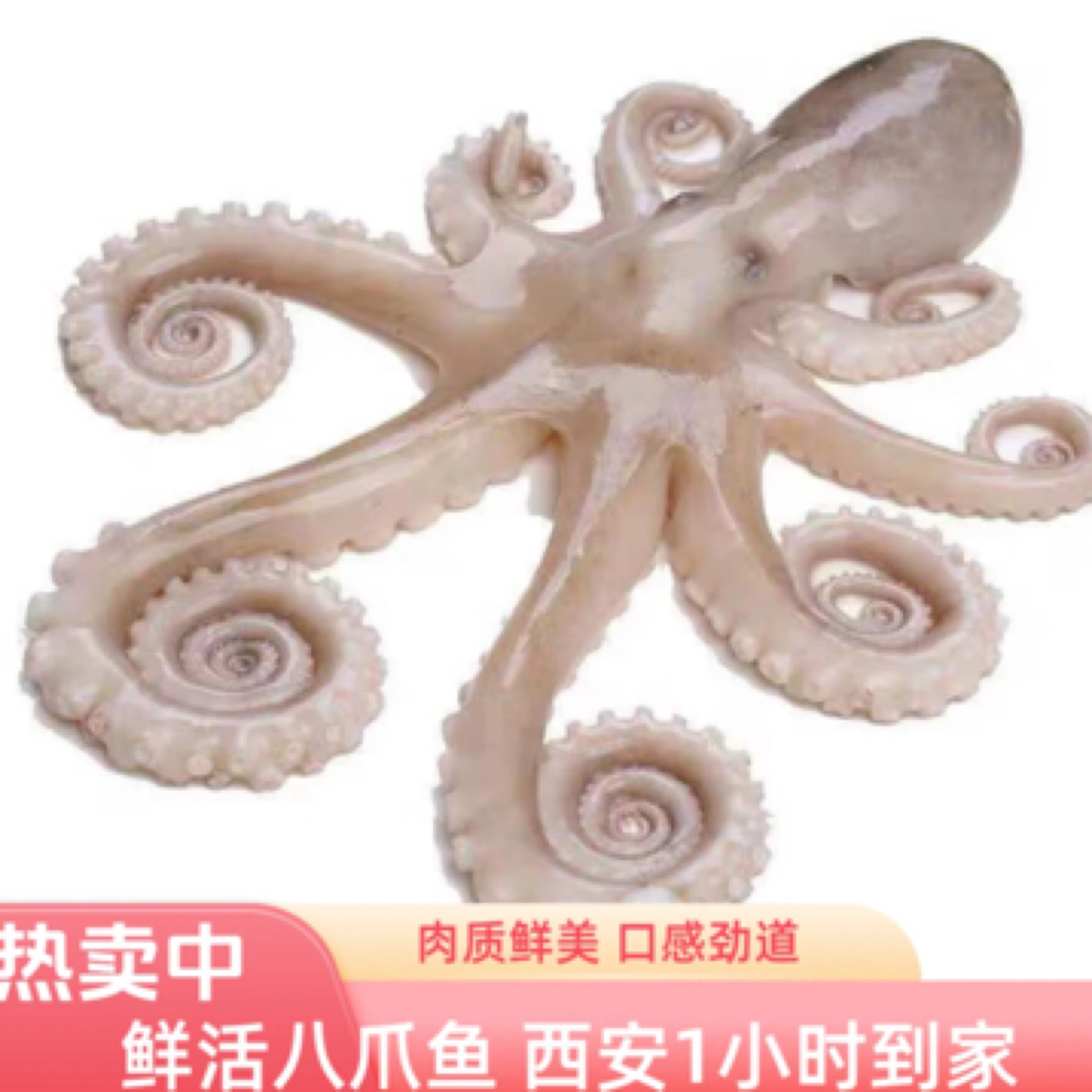 【鲜活八爪鱼★西安1小时到家】主播推荐大海鲜活八爪鱼1斤 方欣二丫