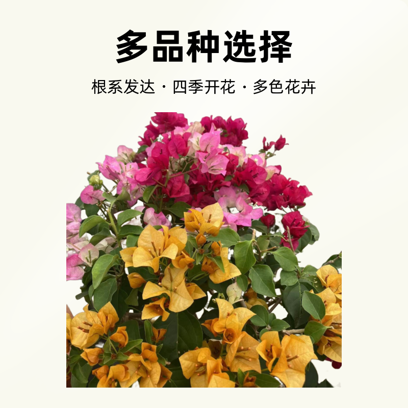 嫁接多色三角梅一物一拍（落花落叶正常现象介意勿拍）