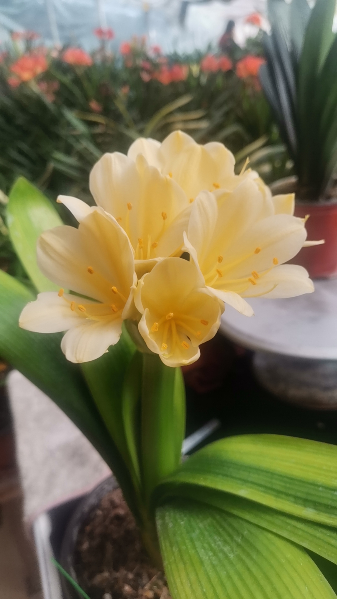 佳合君子兰拍花链接，一物一拍