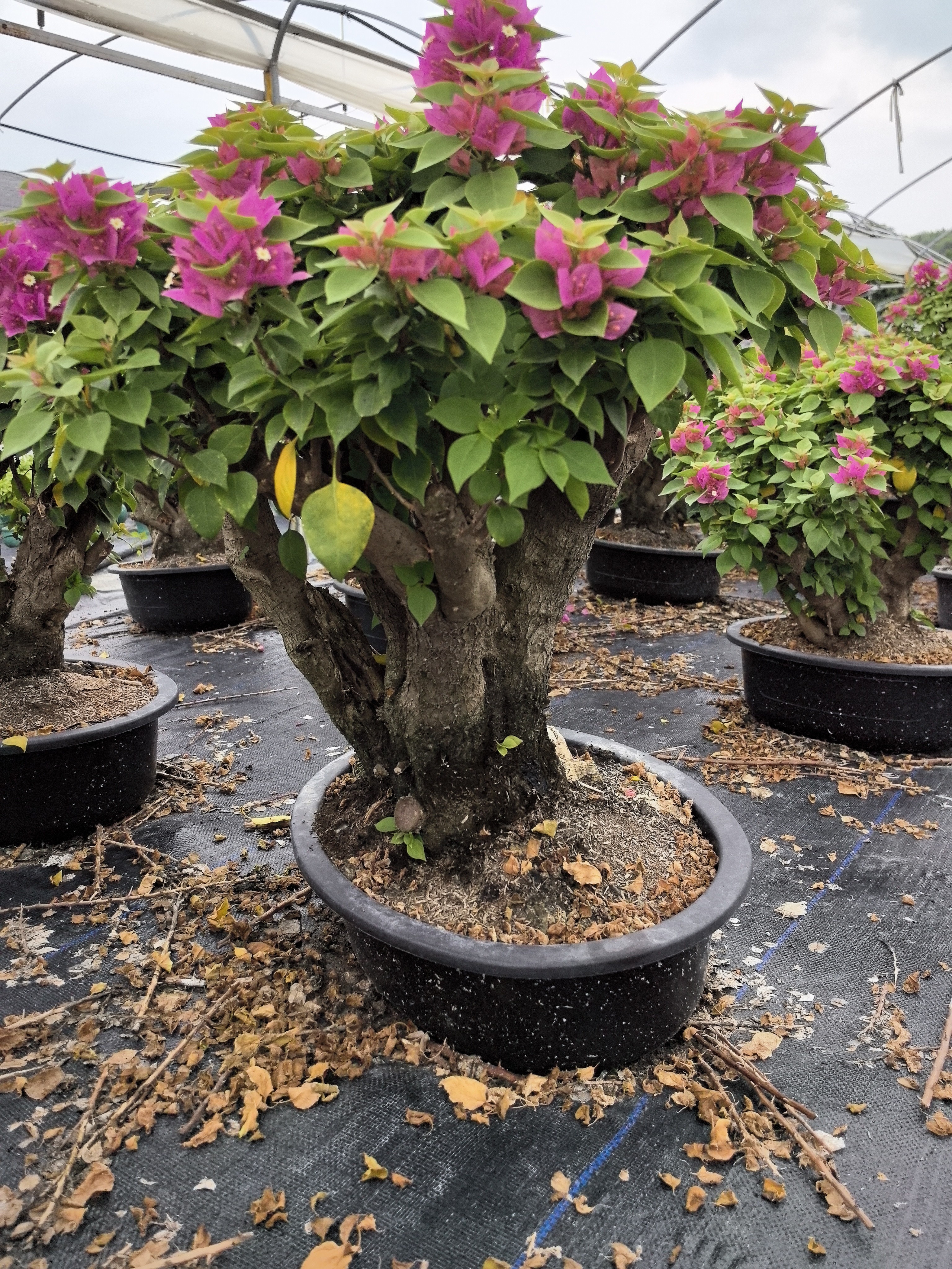 小桃红三角梅盆景庭院老桩直播植物沙漠玫瑰阮迪慧三角梅盆栽花卉