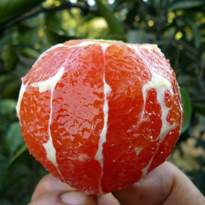 新品种果树苗脐橙嫁接橙子树苗全红心血橙苗中华血橙苗当年结果