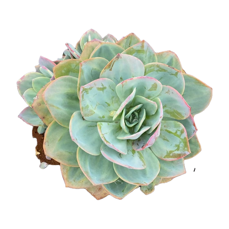 地栽大号血凤多肉植物种植优选精选发货售后基地自产自产自销