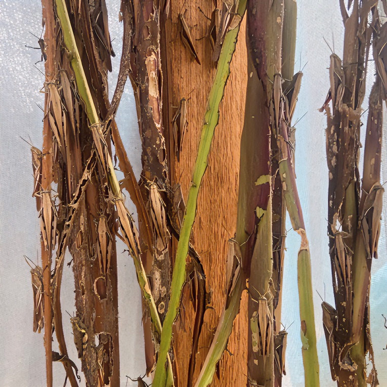 广西武宣野生鸟食丁蜢花腿活虫