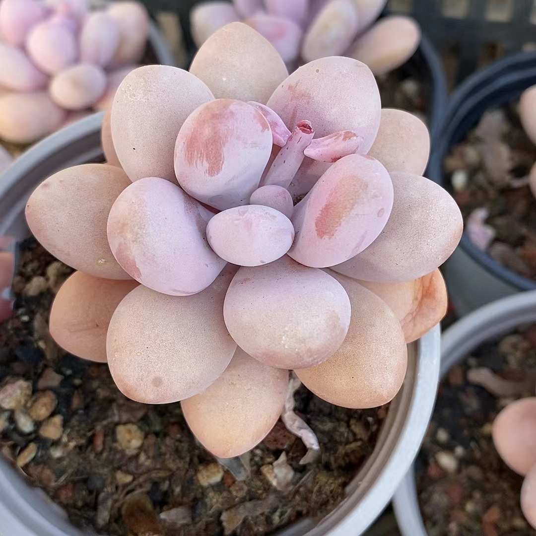 小桃蛋  熊猫多肉（ 满19邮） 鲜花绿植净化空气美化环境