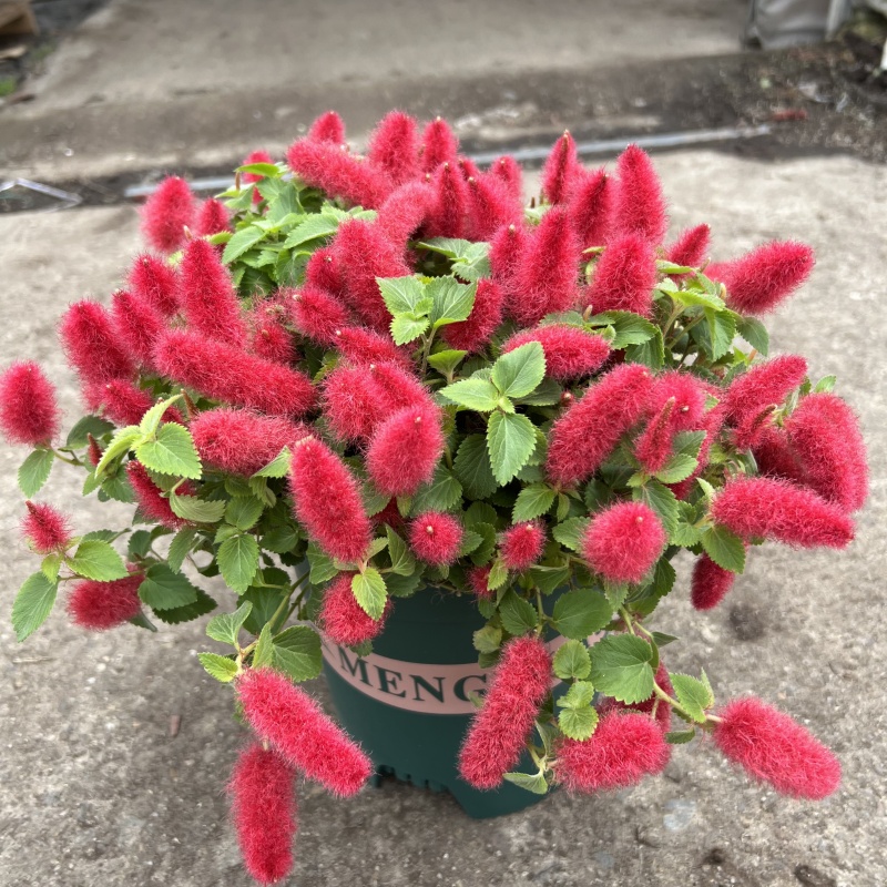 岁岁红盆栽可爱花卉狗尾巴草耐寒庭院阳台植物好养易活包邮