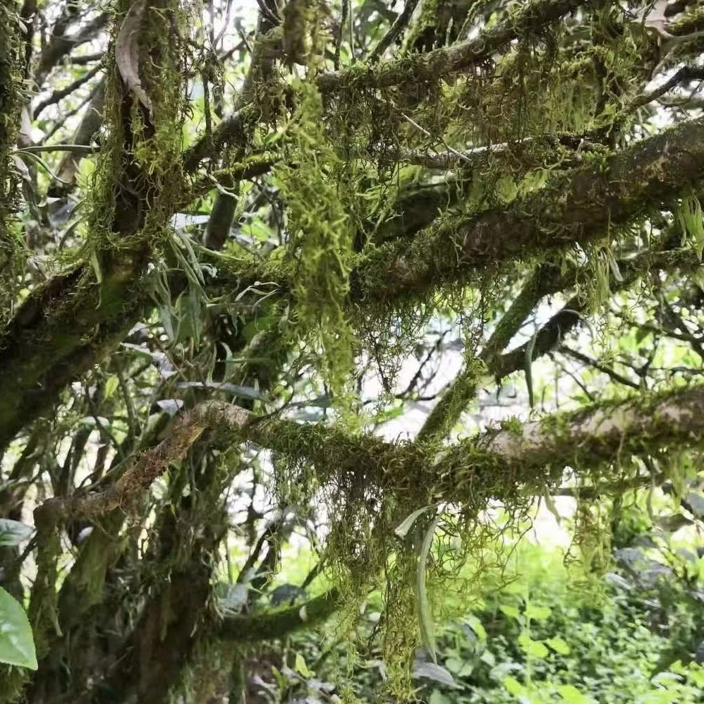 【凯铭萱组合代拍】武夷岩茶链接