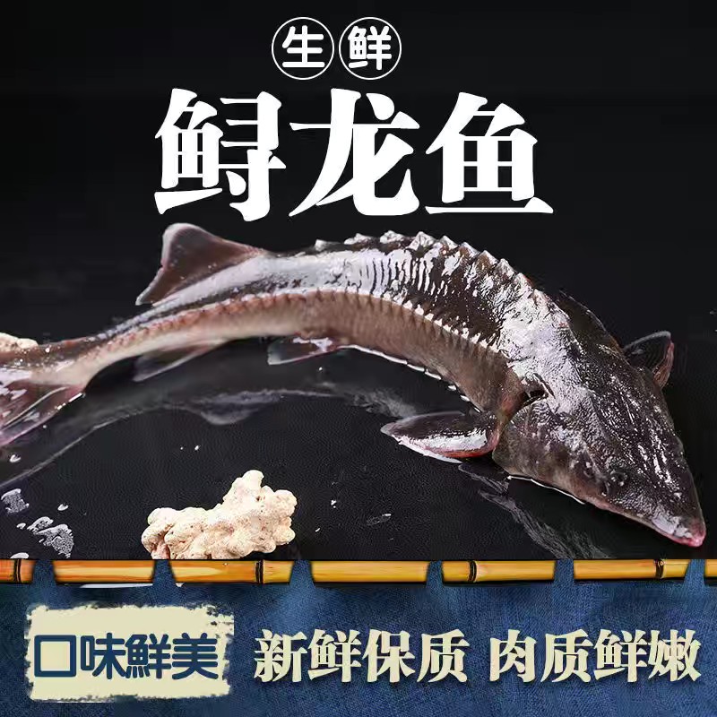 营养鲜活中华鱼鲟龙鱼食用鲟鱼无刺新鲜水产礼品生鲜软骨鱼无刺鱼