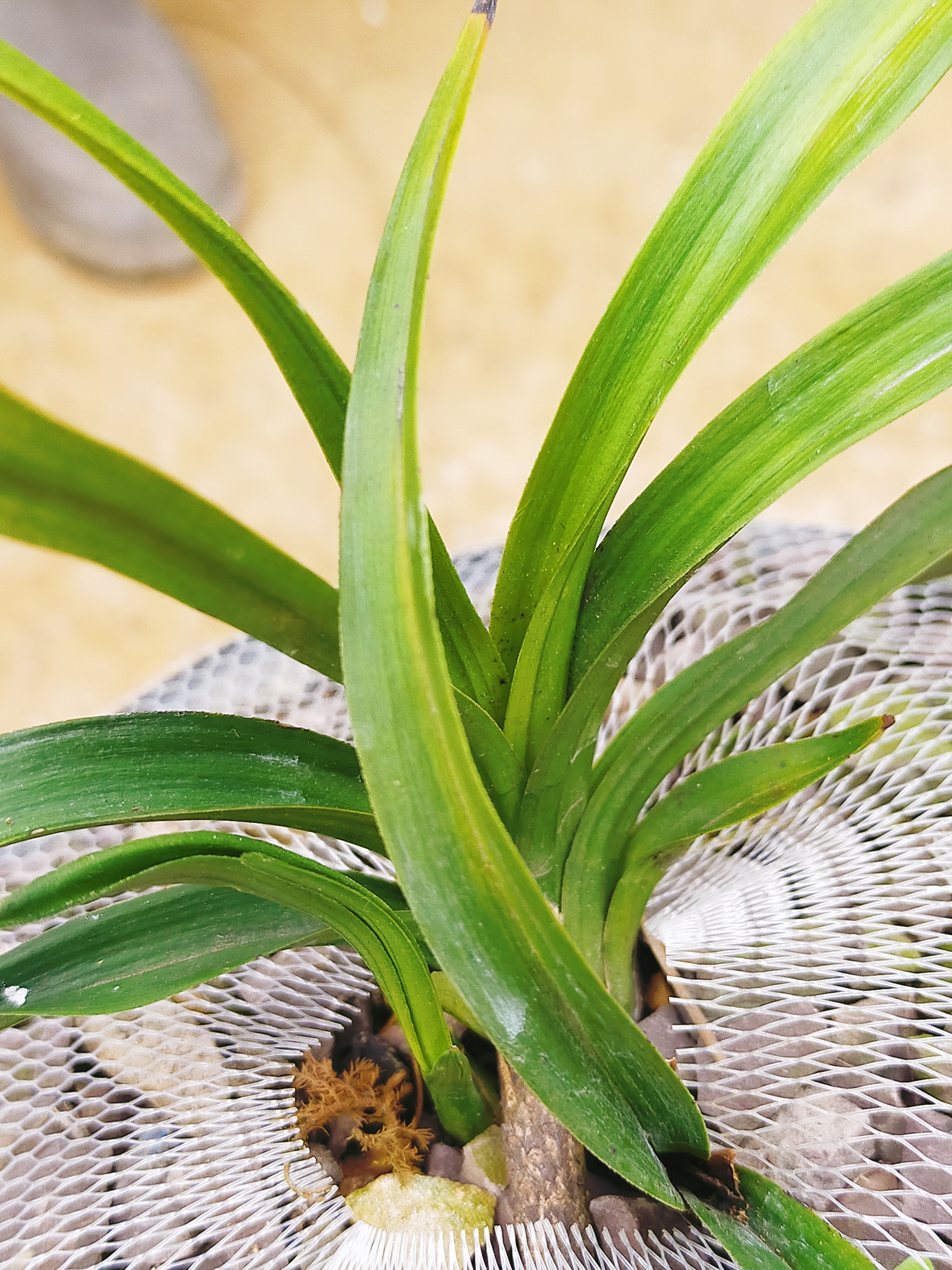 贵州资源送春.秋芝.春兰.惠兰.物美价廉.色香浓幽.