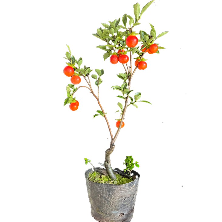 金弹子盆景素材一物金弹子树一拍10—100