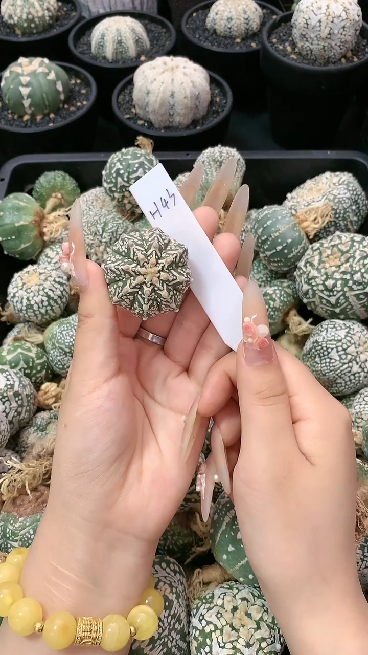 【闪购商品】兜 H43