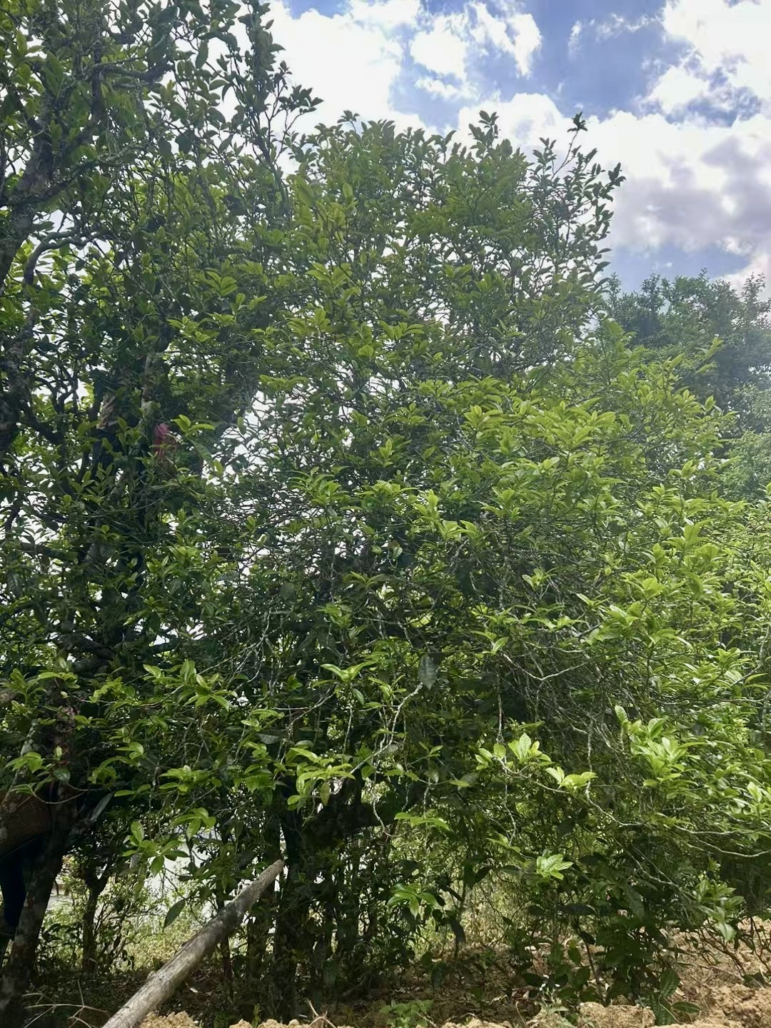 蒋家铺 单株生茶头春200克