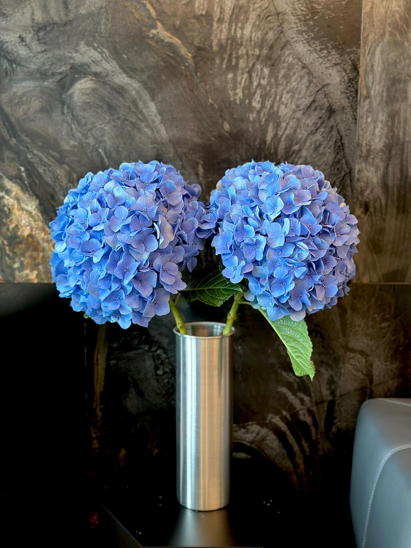 大海蓝绣球鲜花水培稀有品种