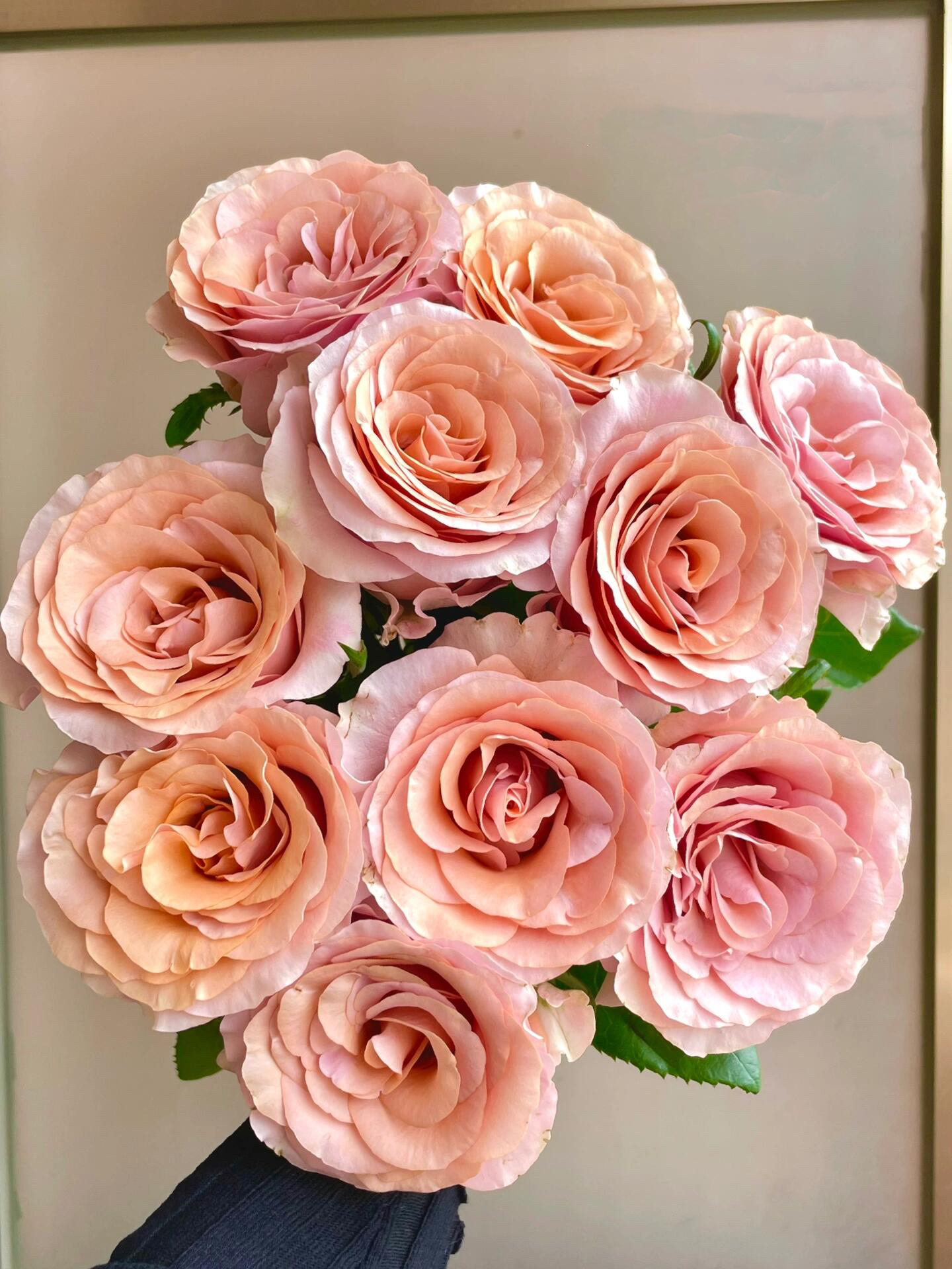 莫泊单头玫瑰-易开易炸花期短浅香季节不同颜色不同有深有浅