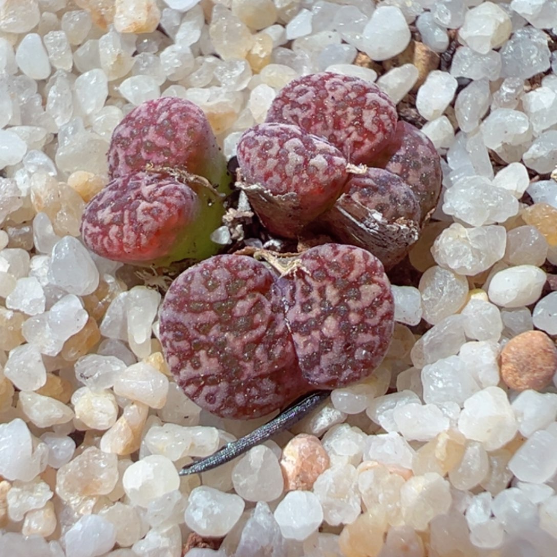 725-522.我的心都