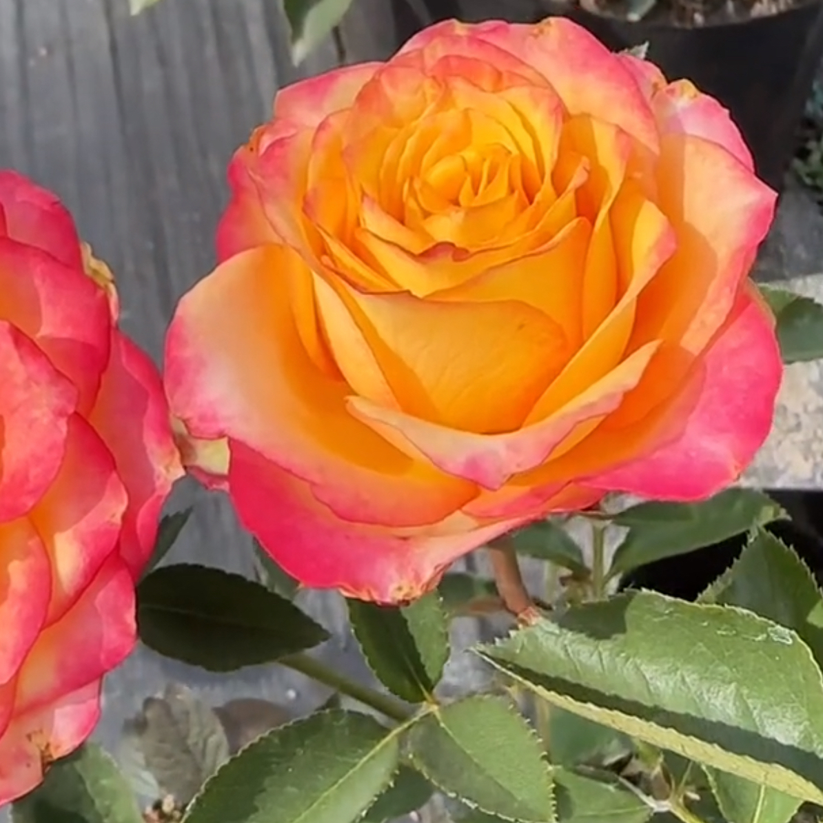 【火山】超新品进口玫瑰大切花月季四季开花庭院绿植月季