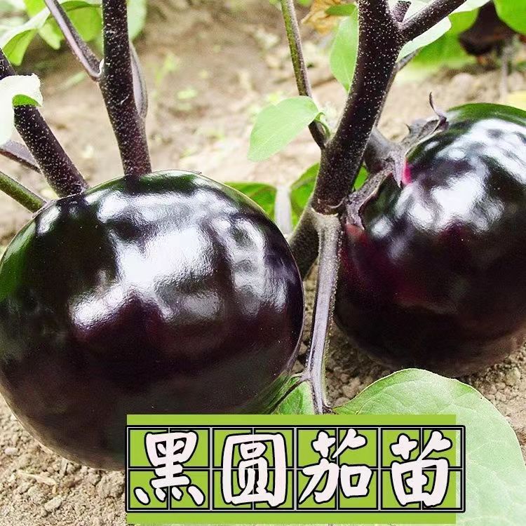 农家圆形大果秧苗四季盆栽大棚种植圆茄子种苗高产抗病早熟