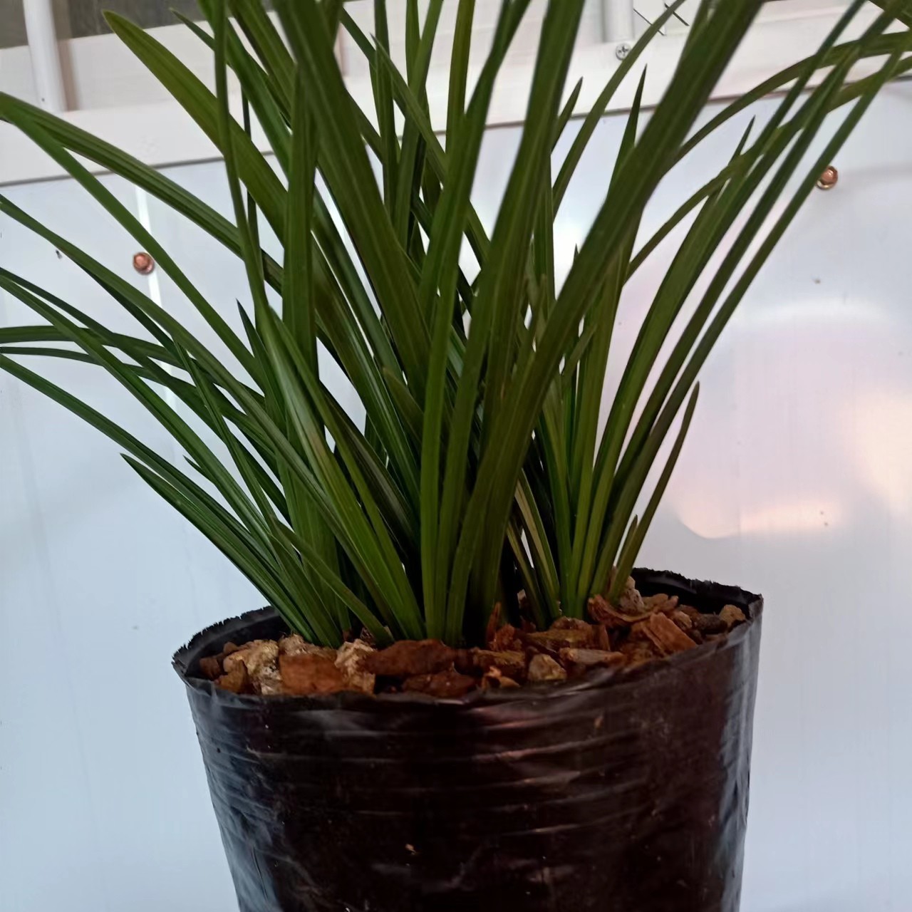 兰花盆景一物一拍