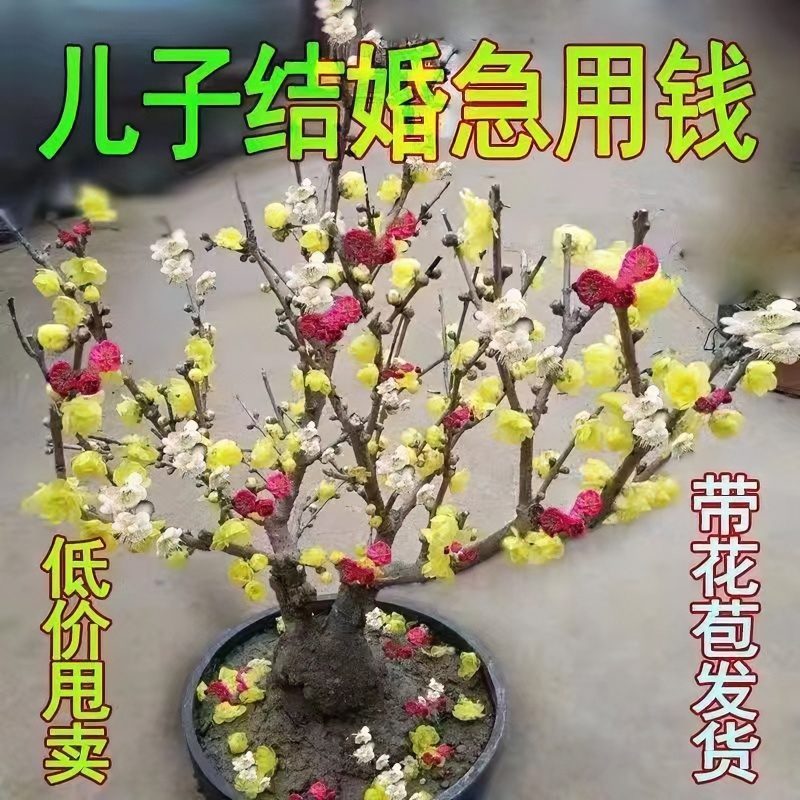 【带花苞发货】冬季梅花盆栽地栽浓香型耐寒植物冬天开花室内外花卉