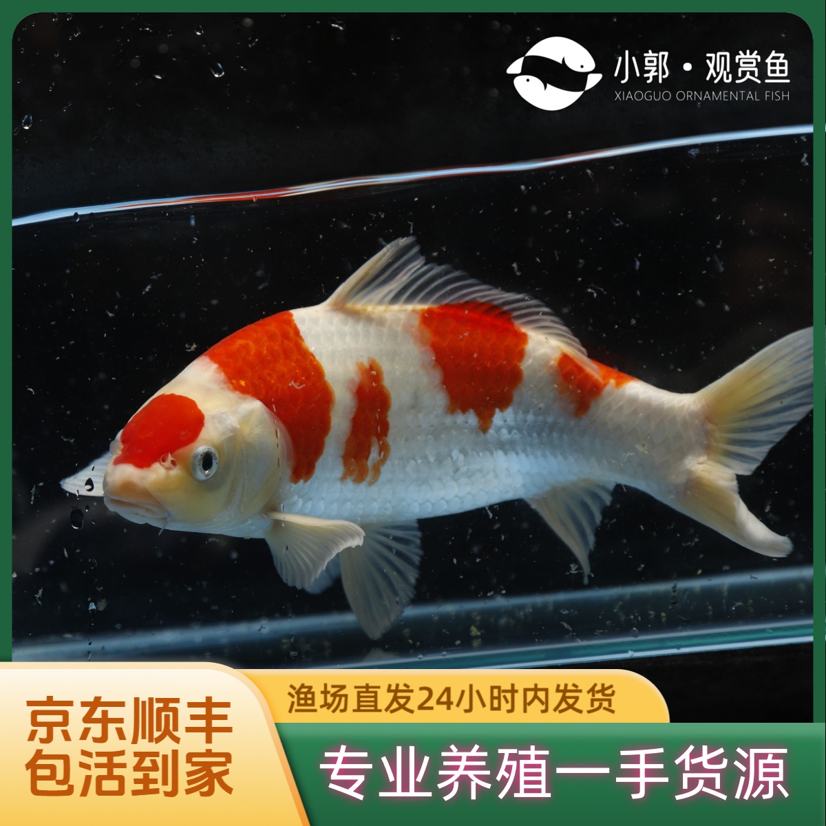 红白锦鲤活体观赏鱼金鱼幼苗小鱼苗好养易活耐养渔场24小时内发货