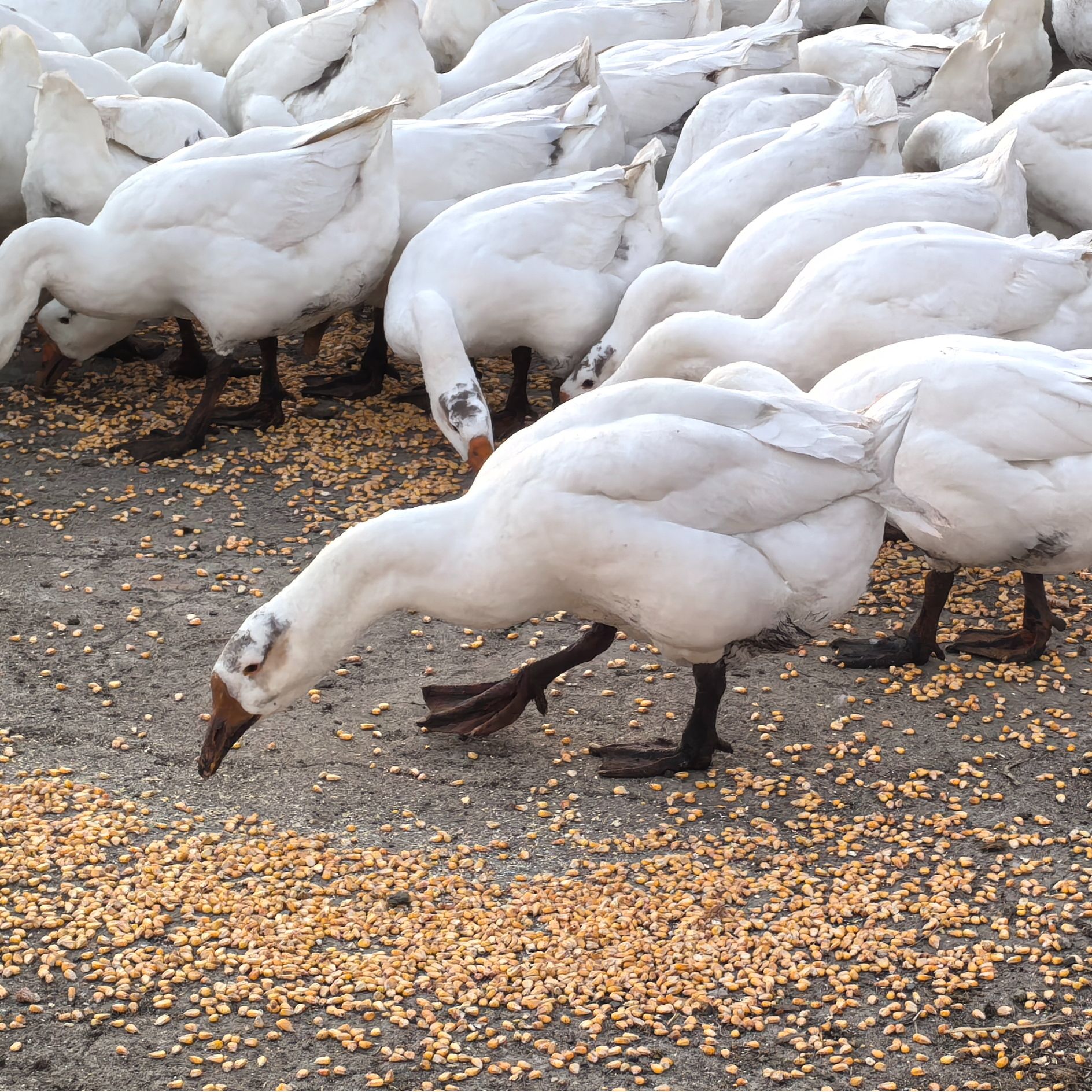 东北农村散养大鹅纯粮食喂养笨大鹅（带心肝珍）