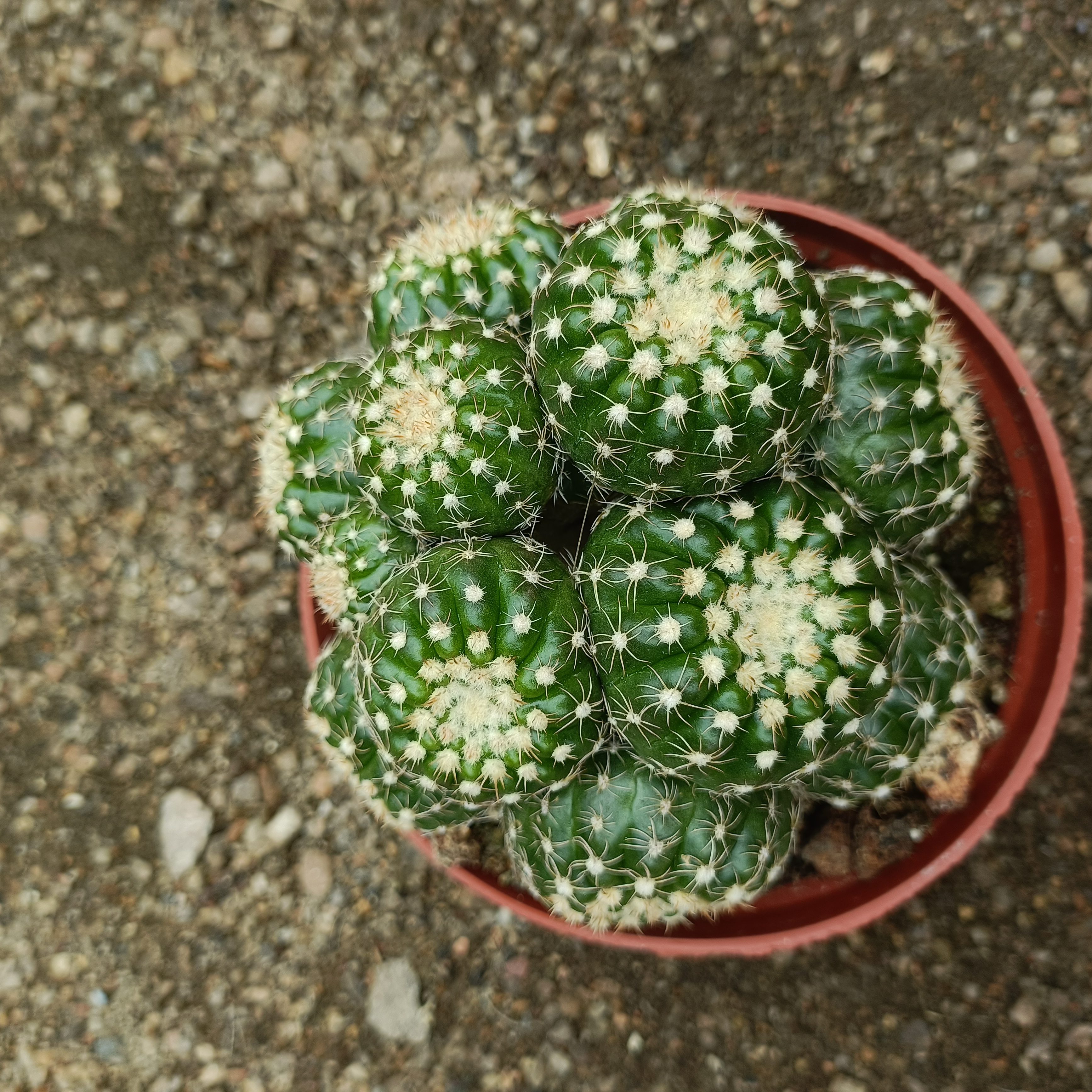 眩美玉，多凌玉，雪糕，金冠多头仙人球会开花