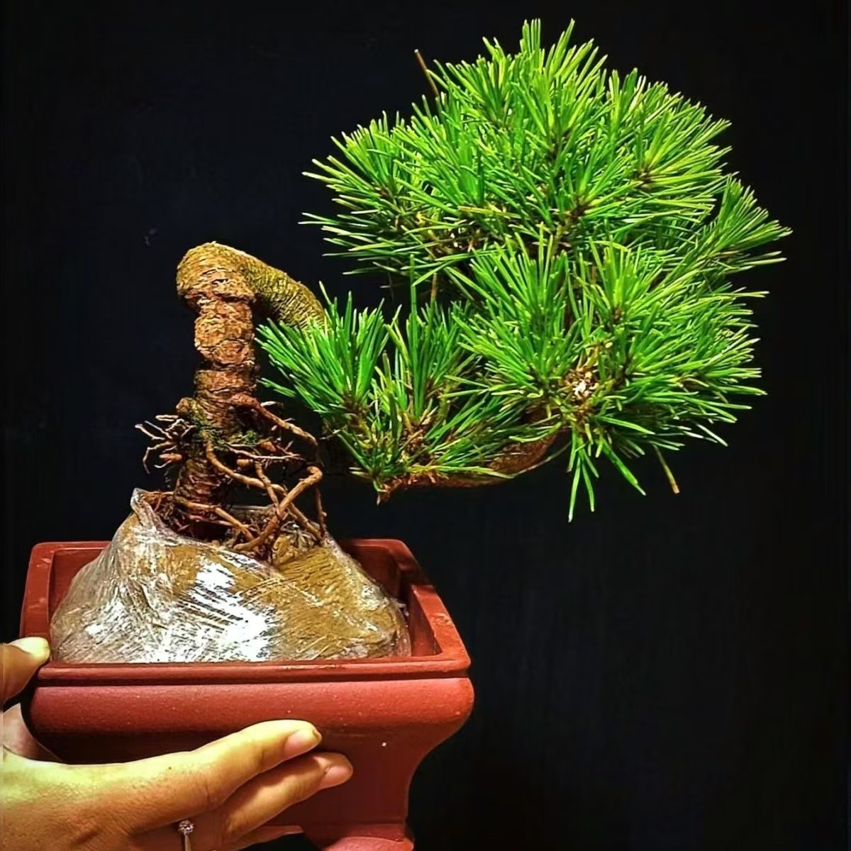 黑松造型盆景 规格齐全 造型美观 一物一拍